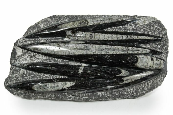 Polished Fossil Orthoceras (Cephalopod) Plate - Morocco #348388